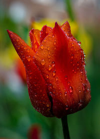 Close-up of wet red flower