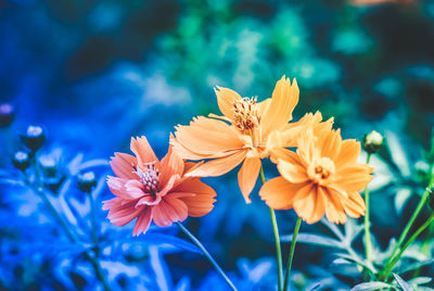 Close-up of orange flowering plant