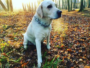 Dog standing on field