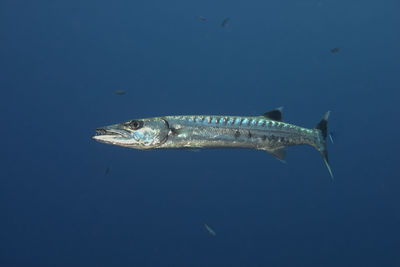 Great barracuda in the blue