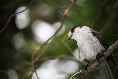 Close-up of bird perching on branch