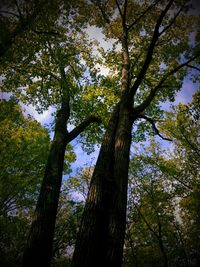 Low angle view of trees against sky