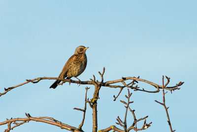 Low angle view of field fare  perching on branch against sky