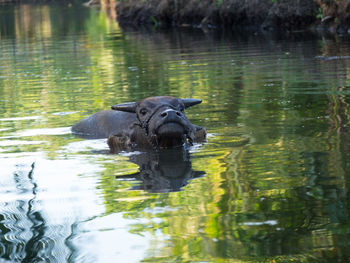 Duck swimming in lake