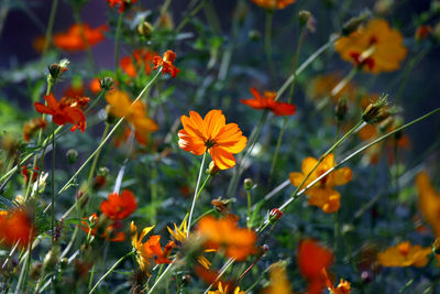 Close-up of orange flowering plants on field