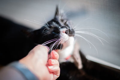 Close-up of hand holding cat