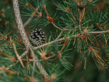 Close-up of pine tree