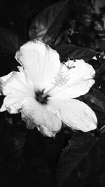 Close-up of white flowers blooming outdoors