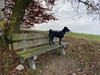 Dog standing on bench in field