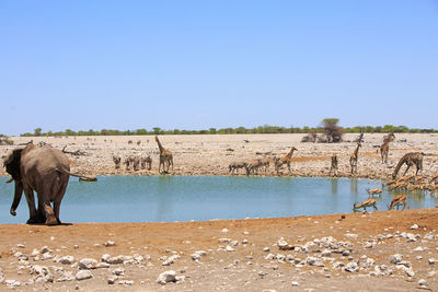 Elephants in lake