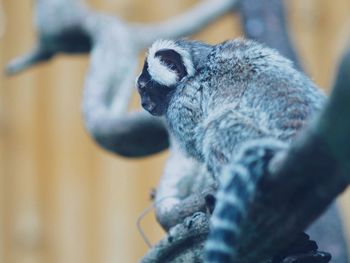 Close-up of ring-tailed lemur