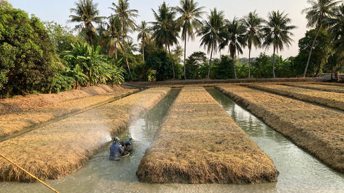 This man was watering a large vegetable plots , that have recently improved the soil new