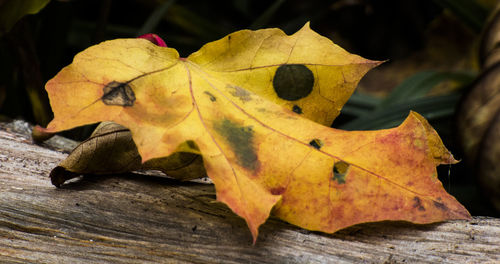 Close-up of maple leaf on wood