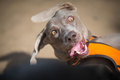 Portrait of dog looking at camera