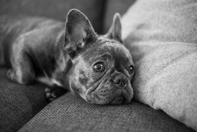 Close-up of dog lying down on sofa