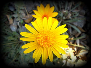 Close-up of yellow flower