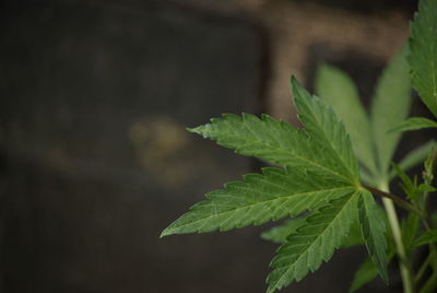 Close-up of cannabis plant leaves