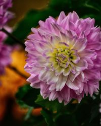 Close-up of pink dahlia