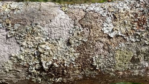 Full frame shot of lichen