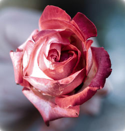 Close-up of pink rose