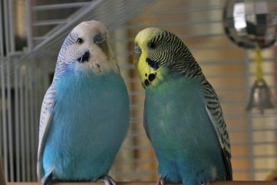 View of birds in cage