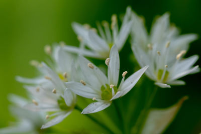 Close-up of white flowering plant