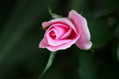 Close-up of pink rose