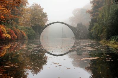 Reflection of trees in water