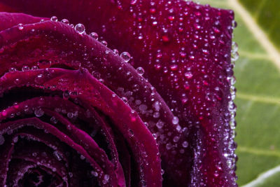 Close-up of wet pink rose on sea