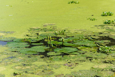 High angle view of water lily in lake