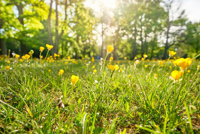 Close-up of yellow flowering plants on field