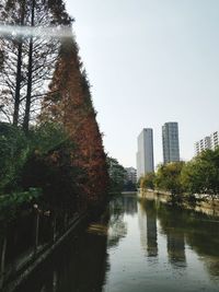 Reflection of trees in city against sky