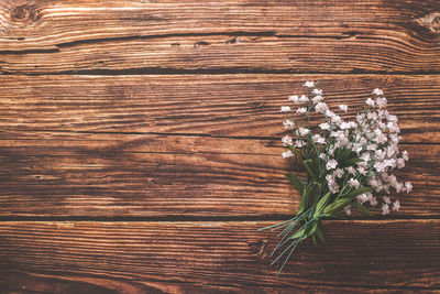 High angle view of flowering plant on table