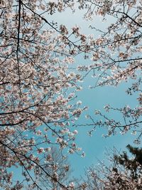 Low angle view of flowers on tree against sky