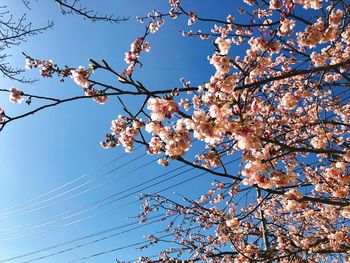 Low angle view of cherry blossoms against blue sky