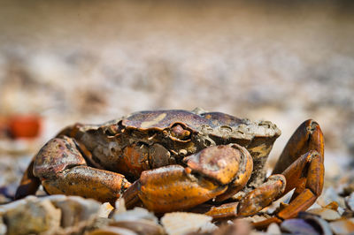 Close-up of crab