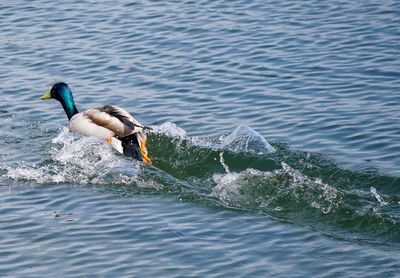 Side view of a bird in water