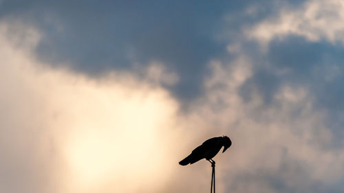Low angle view of silhouette bird against sky at sunset