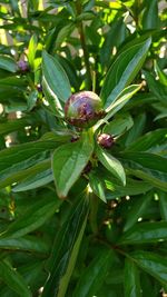 Close-up of berries growing on tree