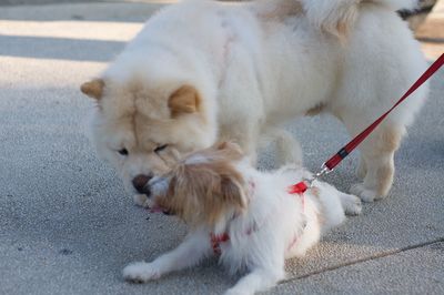 High angle view of a dog on the road