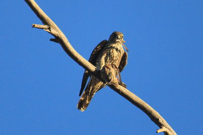 Low angle view of owl perching on tree against clear blue sky