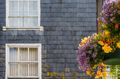 Close-up of purple flowers in yard