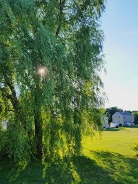 Trees on grassy field