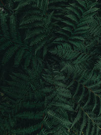 Full frame shot of fern leaves on tree