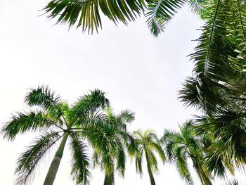 Low angle view of palm trees against sky