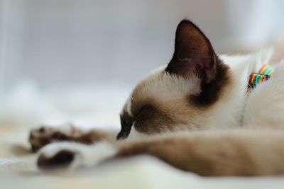 Close-up of cat sleeping at home