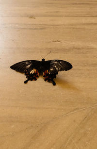 High angle view of butterfly flying