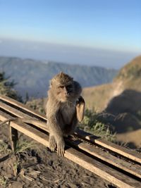 Monkey at mount batur