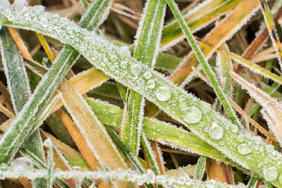 Full frame shot of wet plants