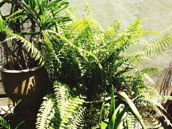 Close-up of palm tree